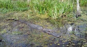 Swamp Tour Cajun Country Tours