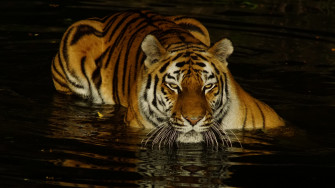 Tiger HD Wallpaper 4k