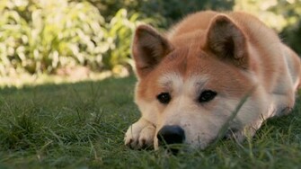 Akita Inu Dog Hachiko Sad Down Grass Wallpaper Background Full