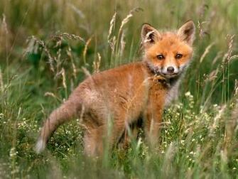 Dream Wallpaper The Best Fox Wallappers