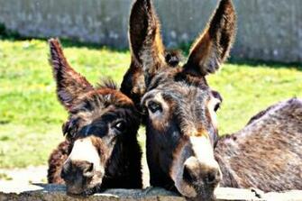 Donkey Photos Wallpaper Desktop Background