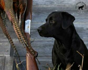 Wildrose Kennels Montly Retriever Wallpaper