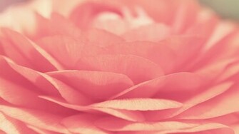 Pink Rose Desktop Pc And Mac Wallpaper