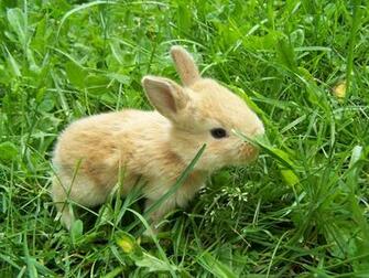 Cute Little Rabbits HD Wallpaper In For