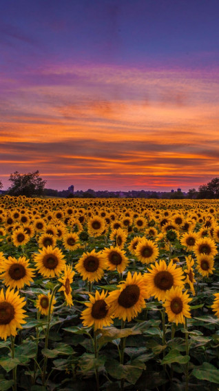 iPhone Sunflower Wallpaper