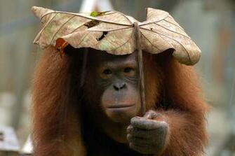 Orangutan Wallpaper Image Group