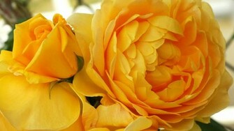 Yellow Roses Wallpaper Flower
