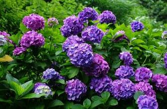 Hydrangeas Bushes Wallpaper HD