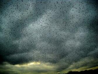Crows Photo Animals Wallpaper National Geographic Of The