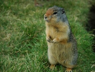 My Wallpaper Nature Groundhog