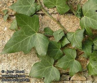 Hedera Helix Goldheart English Ivy HD Walls Find Wallpaper