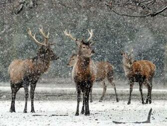 Deer Snow Wallpaper Gallery