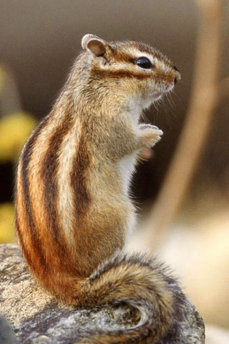 Animal Wallpaper For Phone