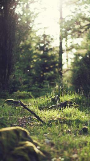 Beautiful Back To Nature iPhone Wallpaper Preppy