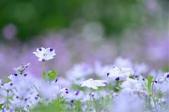 Wallpaper Flowers White Purple Lilac The Color Of Flax Meadow