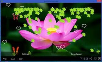 Kamal Ka Phool Wallpaper HD Ecopetit Cat