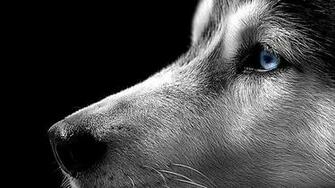 Wallpaper Details File Name Siberian Husky