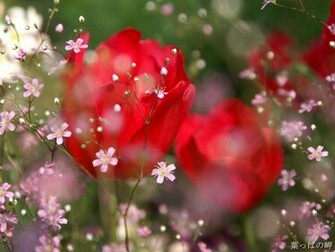 Pictures World Beautiful Red Rose Wallpaper
