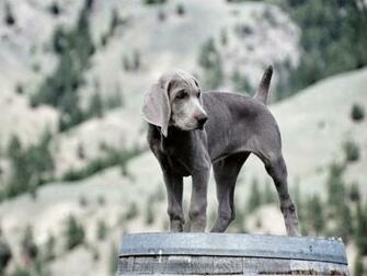 Wallpaper Weimaraner Dog Puppy Look Pocket Pc Pda