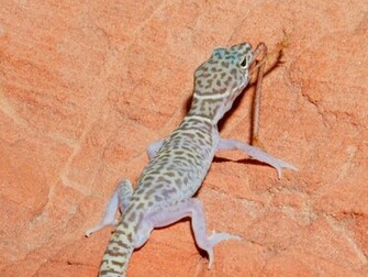 Nothing Found For Leopard Gecko Pictures Wallpaper