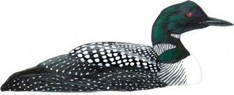 Best Loon Clip Art Clipartion