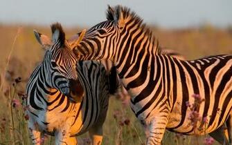 Zebra Computer Wallpaper Desktop Background Id