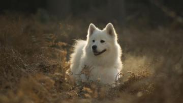 Wallpaper Id Samoyed Dog Cute Protruding Tongue 4k