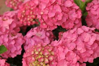 Hydrangea Computer Wallpaper Desktop Background Id