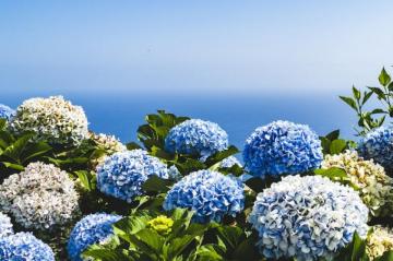 Hydrangea Pictures Hq Image
