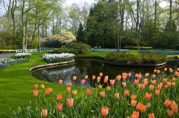 Wallpaper Keukenhof Lisse Netherlands Nature Park