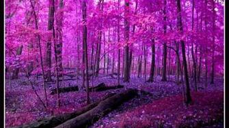 Pink Nature Wallpaper