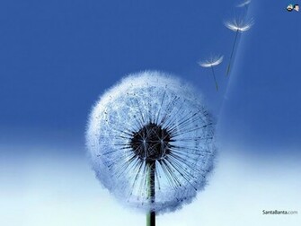 Dandelion Wallpaper