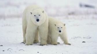 Polar Bear HD Wallpaper For Desktop Pictures Most