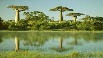 Baobab Tree Wallpaper And Background Image Net