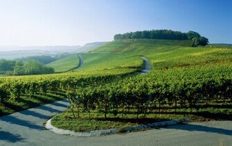 Nature Vineyard Desktop Wallpaper Nr By Striker