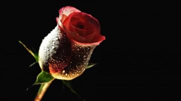 Rose Flower Background HD Wallpaper