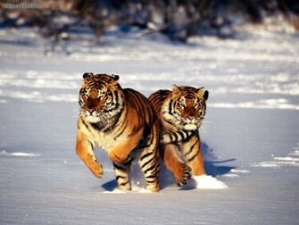 Siberian Tiger Full Screen Apple Wallpaper High Quality