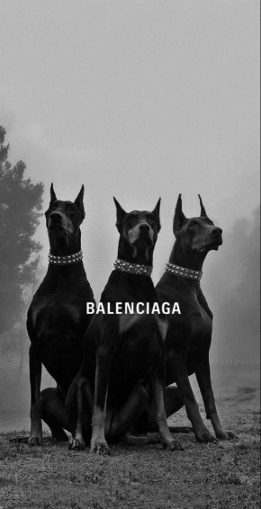 Balenciaga Dog Wallpaper Scary Dogs