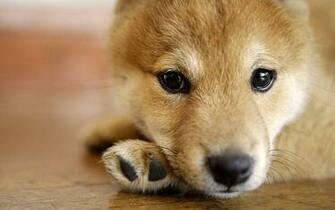 Shiba Inu Wallpaper