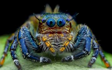 Insect Wallpaper Top Background