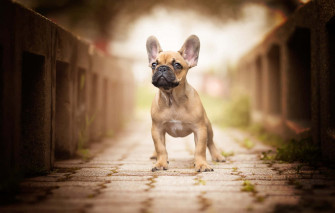 French Bulldog Wallpaper