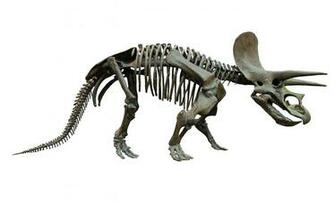 File Triceratops Skeleton Senckenberg White Background Jpg