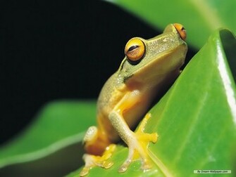 Frog Wallpaper Frogs
