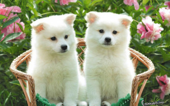 Cute Puppy Wallpaper For Desktop