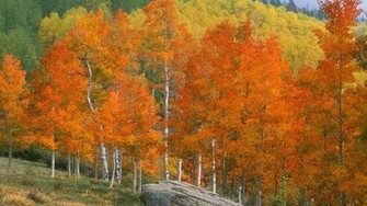 Background Fall Aspens Owl Creek Pass Colorado Cool