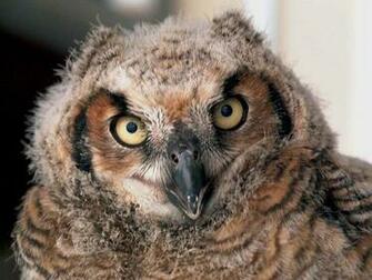 Baby Owl Wallpaper And Background X Deskpicture