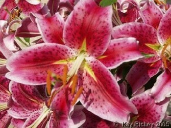 Pink Stargazer Lilies Wallpaper