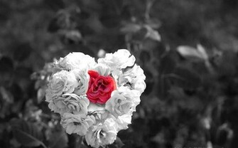 Black Roses And Hearts Wallpaper Heart Of White Rose With Red