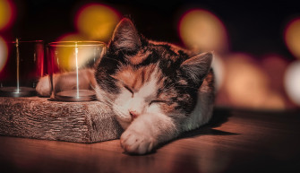 Cat Sleeping HD Animals 4k Wallpaper Image Photos