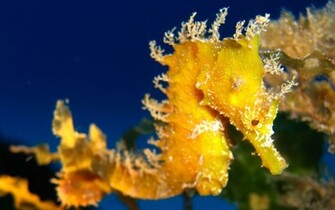 Sea Horse Wallpaper Animals Library